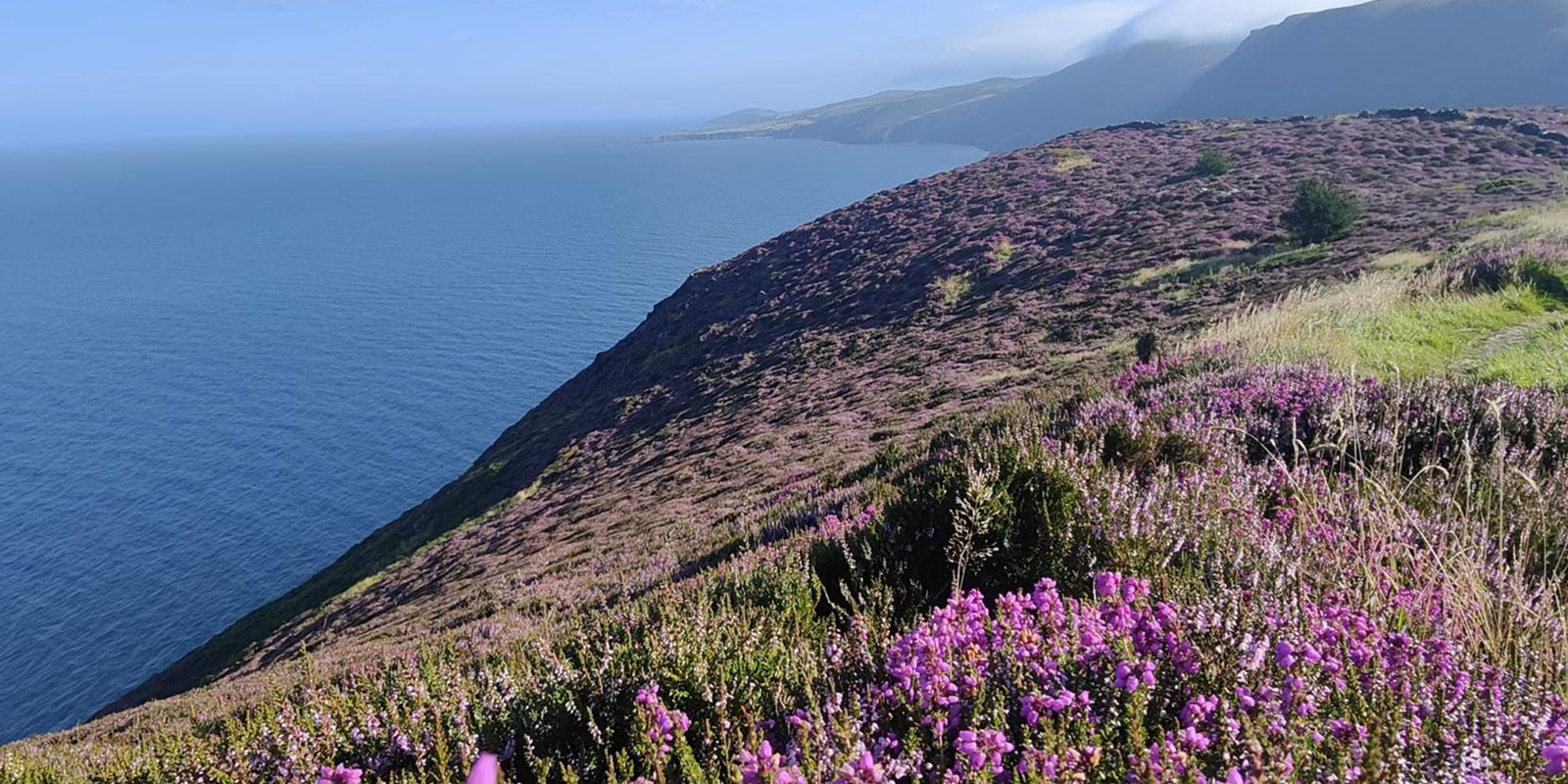 Isle of Man clifftop with purple heather above a blue sea